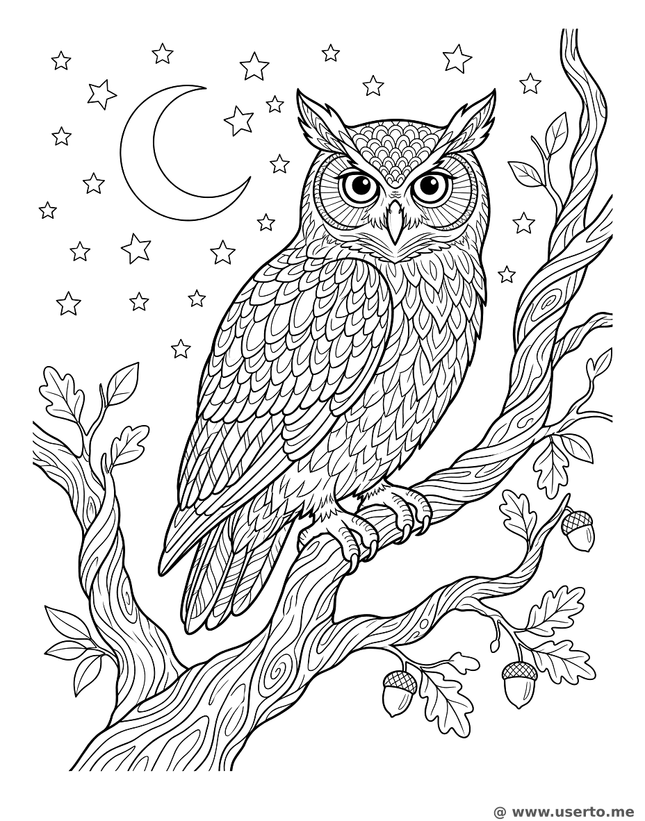 A noite estrelada da coruja sábia