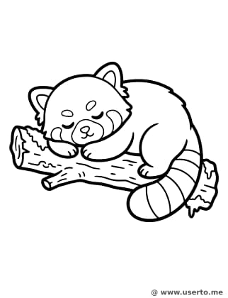 Soneca aconchegante do panda-vermelho