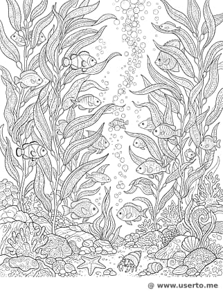 Viagem pela Floresta de Kelp