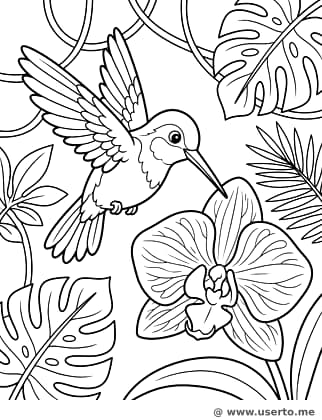 El colibrí y la orquídea exótica