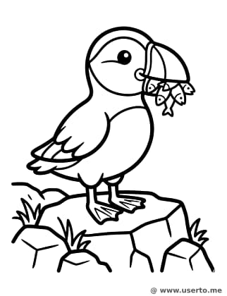 Papageitauchers Küstenfestmahl