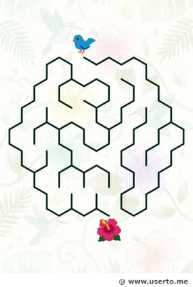 A Busca do Beija-flor pelo Hibisco Arco-íris