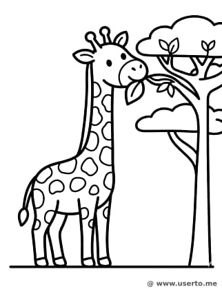 사바나의 아기 기린