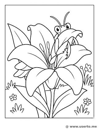 O Esconde-esconde do Louva-a-deus Orquídea