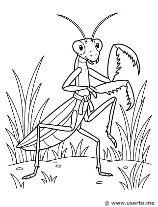 Mantis Religiosa Maestra de Kárate