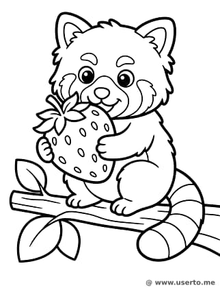 O Banquete de Frutas do Panda Vermelho