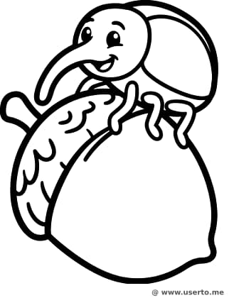 El tobogán de bellota del Gorgojo Tambaleante