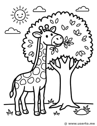 Giraffe Eating Tall Tree Leaves