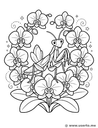 O esconde-esconde do louva-a-deus-orquídea