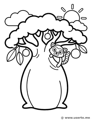 Baobab Tree Peek-a-boo