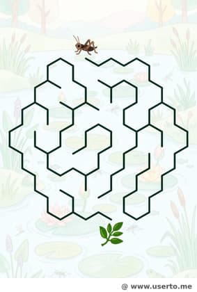 Der Seerosenpfad des Wasserläufers