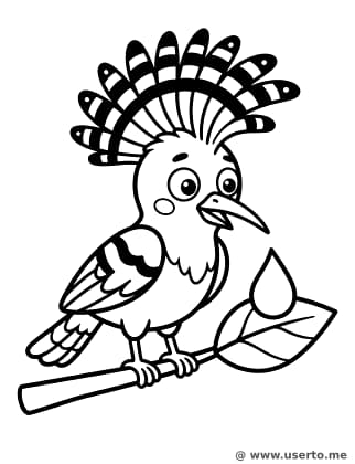 Surprised Hoopoe Bird